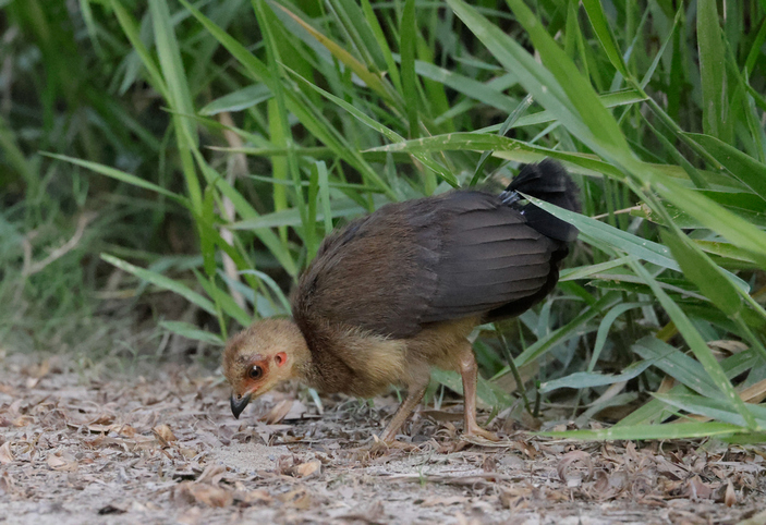 Птенец большенога