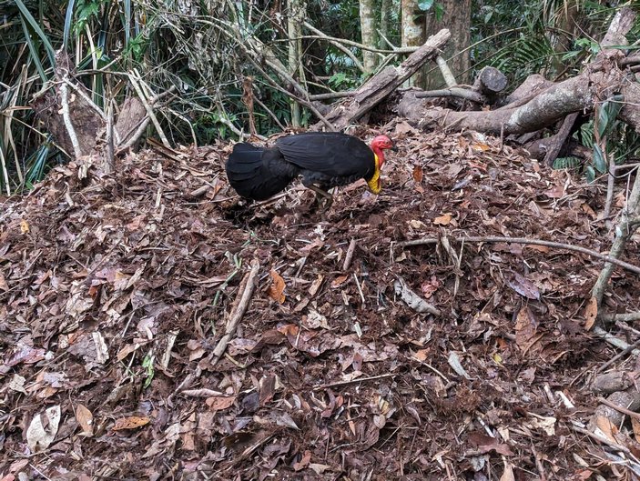 Большеног на инкубаторе
