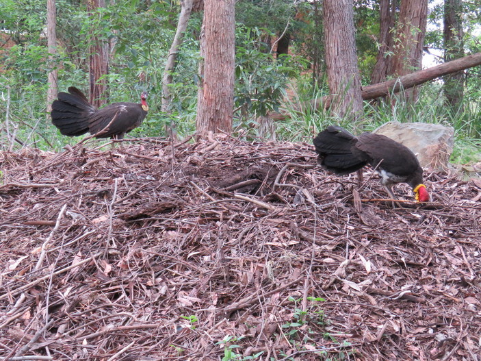 Пара кустарниковых большеногов на гнезде