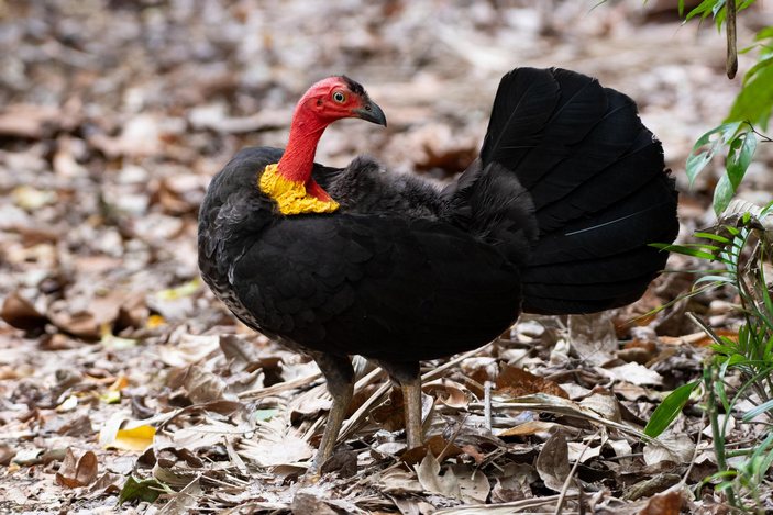 Самец большенога