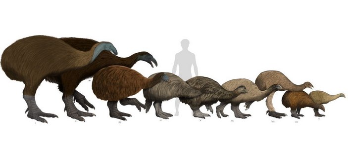 Размеры моа