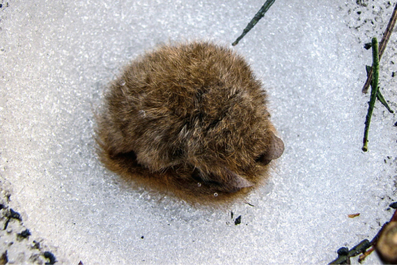 Уссурийский трубконос на&nbsp;снегу