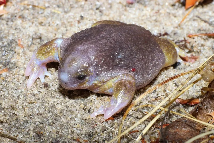 Лягушка-черепаха (Myobatrachus gouldii)