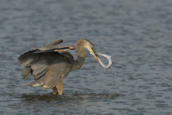 Опасный обед