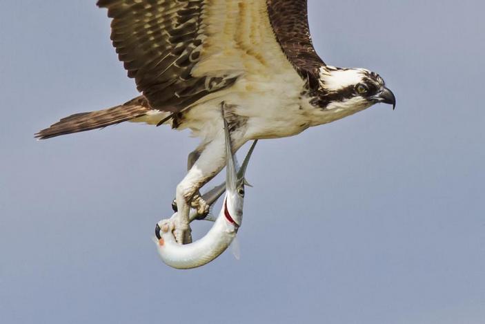 Скопа с сарганом