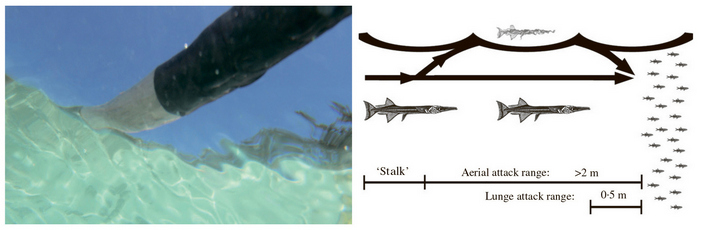 Демонстрация эффекта окна Снелла