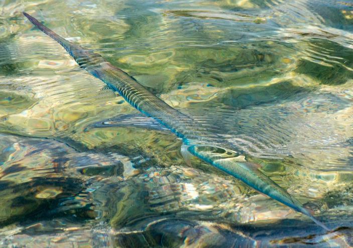 Крокодиловый сарган