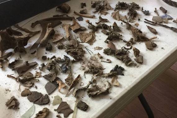 Хомяк-барахольщик