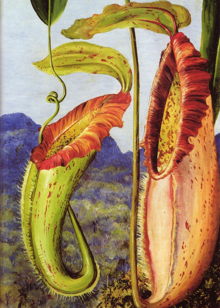 Непентес Норт