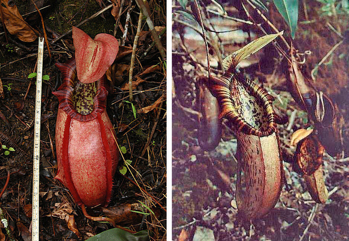 Нижний и верхний кувшинчики