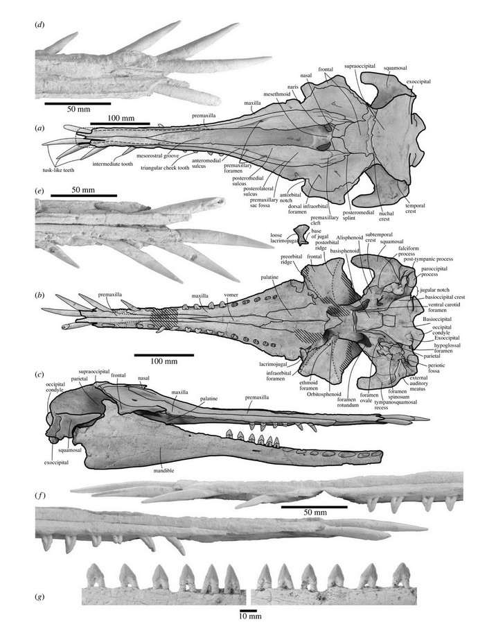 Череп нихохаэ