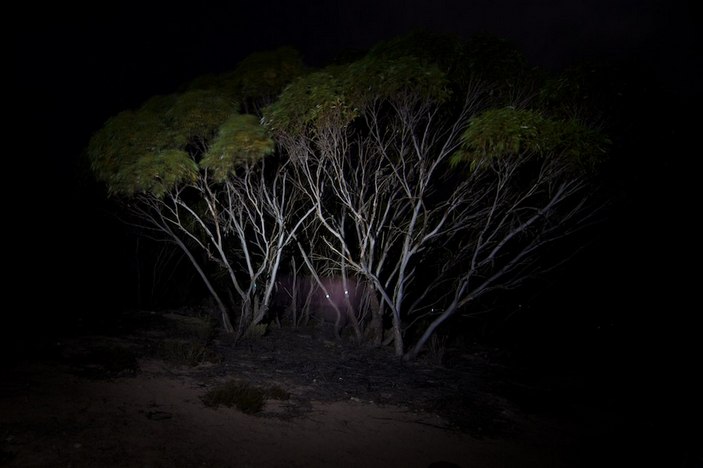 Мирмеколог у эвкалипта