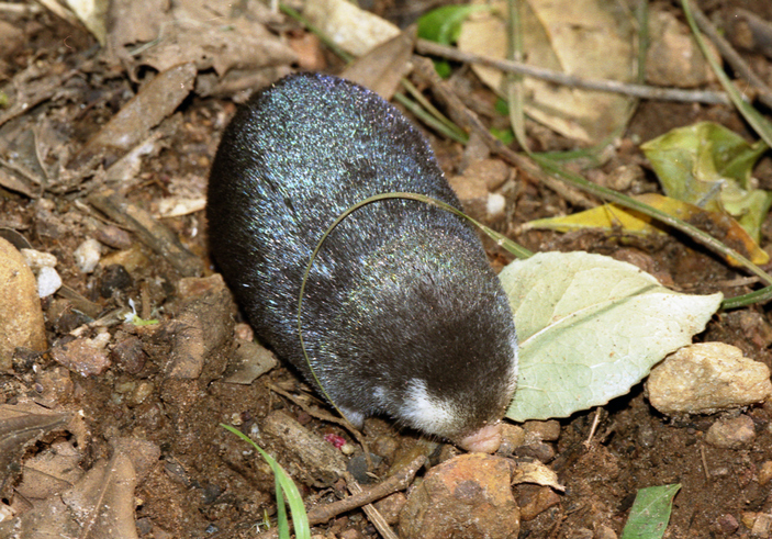 Капский златокрот