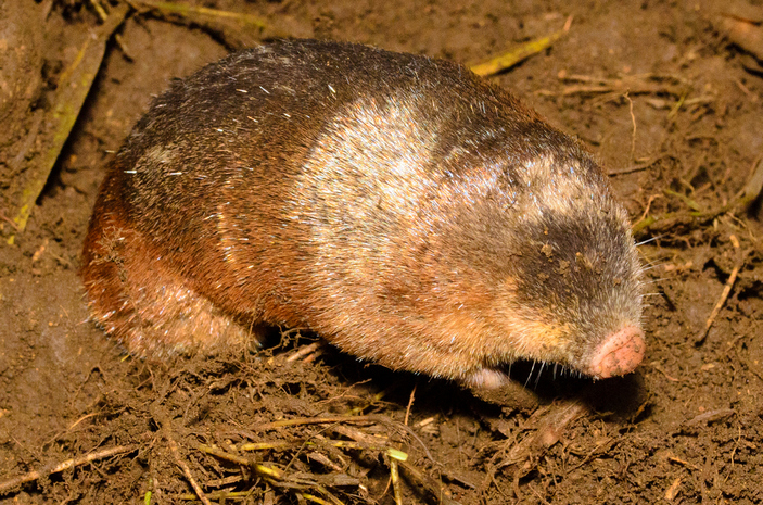 Готтентотский златокрот