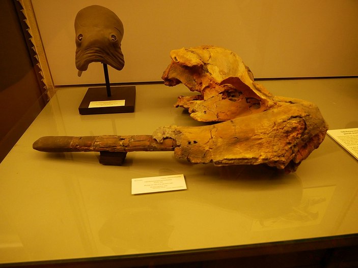 Череп одобеноцетопса с бивнем