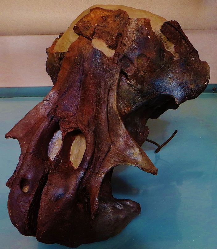 Череп одобеноцетопса