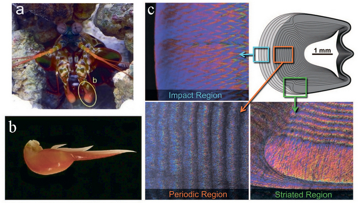 Внутреннее строение булавы