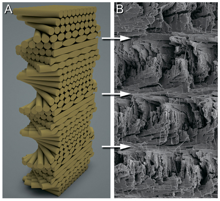 Структура периодической области булавы