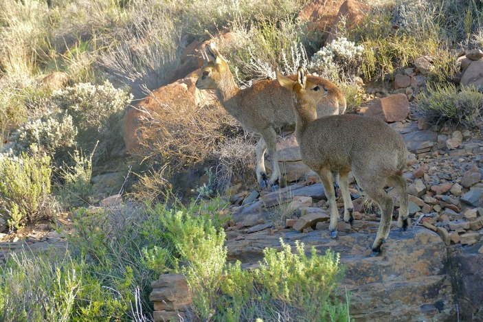 Пара клиппшпрингеров