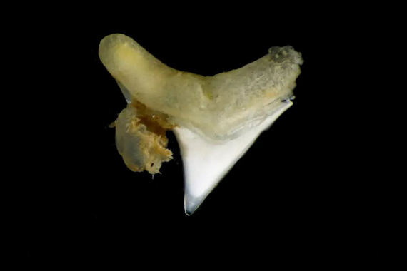 Черви-зубоеды