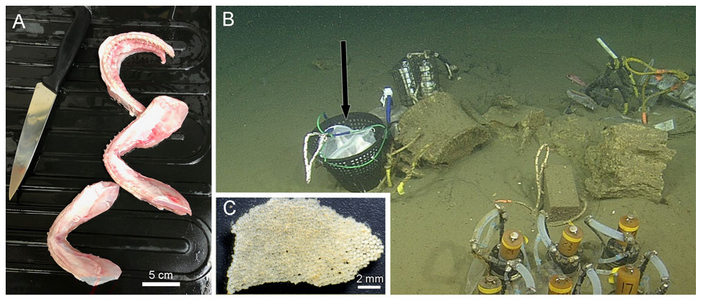 Ловушки для червей-костоедов