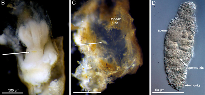 Самка и самец оседакса