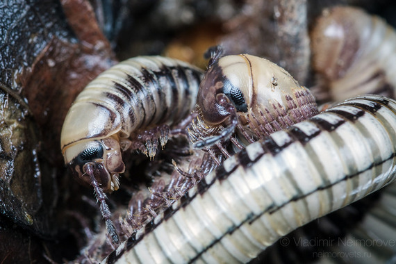 Кивсяк вонючейший