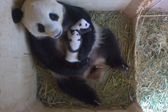 Панды-близнецы