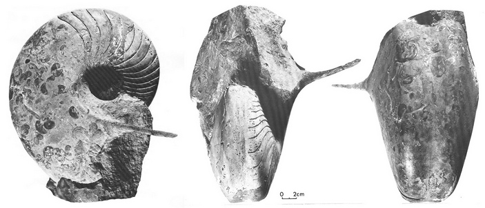 Paracenoceras spinatum