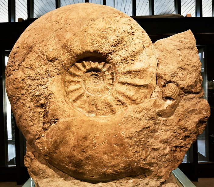 Аммонит в Мюнстере