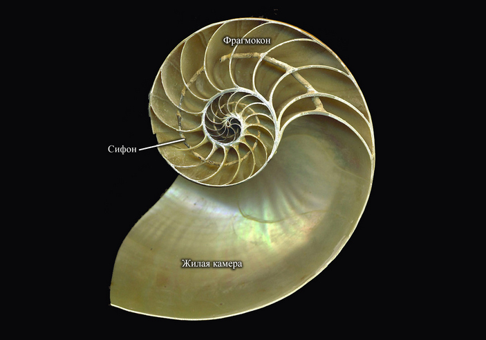 Срез раковины наутилуса