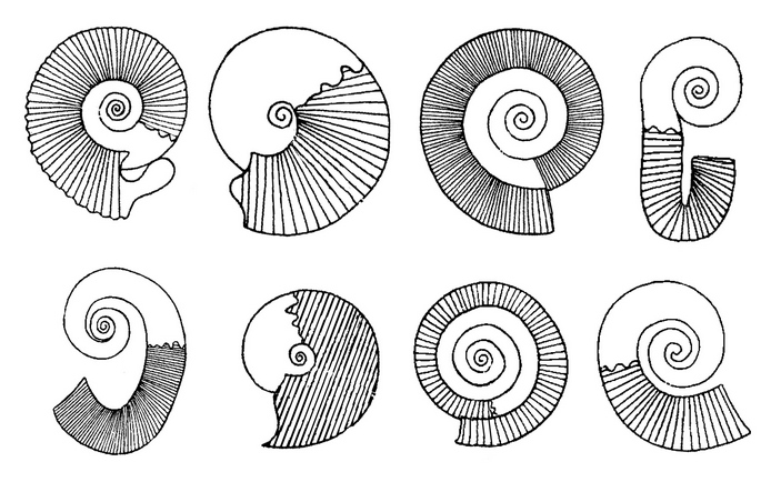 Формы раковины аммонитов