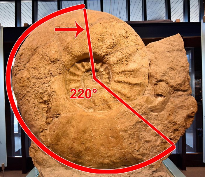 Жилая камера аммонита