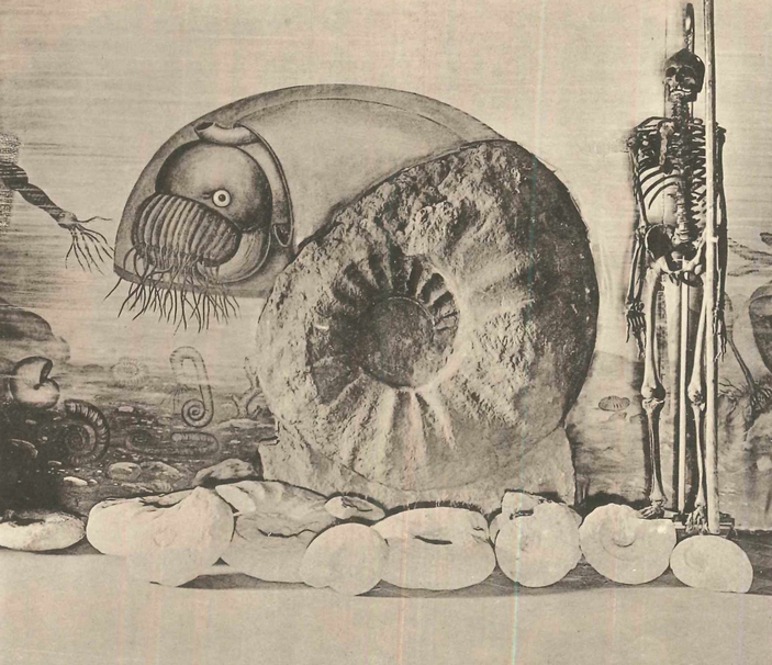 Аммонит со скелетом