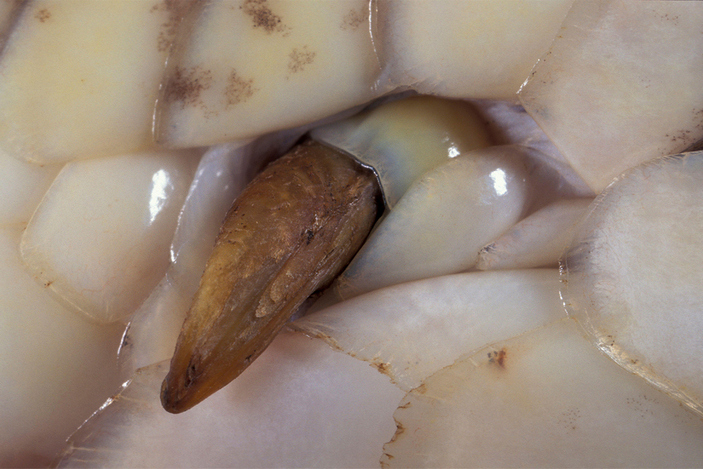 Шпоры удава