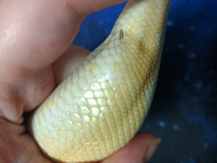 Шпоры королевского питона