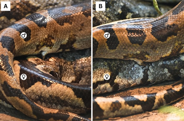 Спаривание питонов