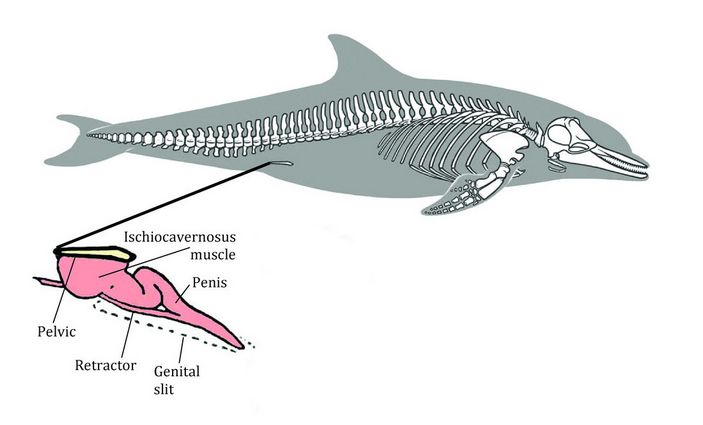 Скелет дельфина