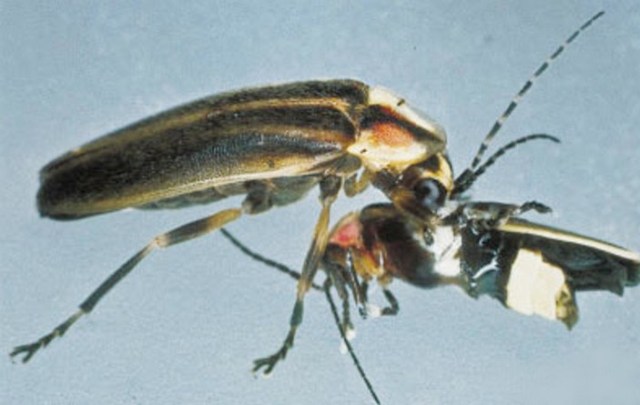 Светлячок ест светлячка