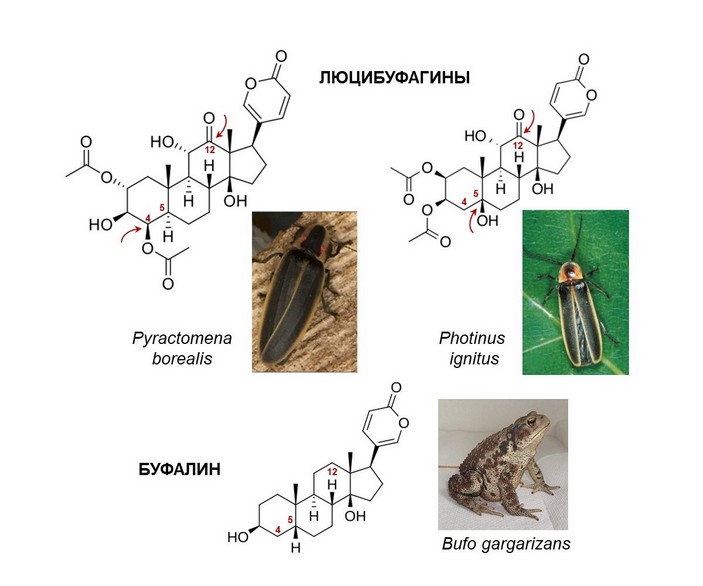Люцибуфагины разных светляков