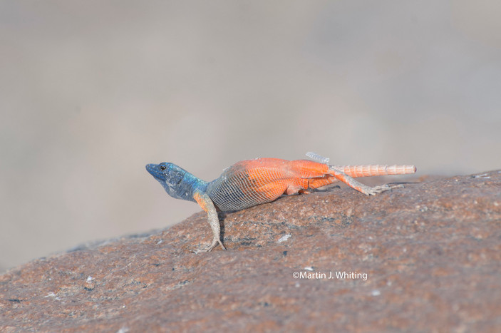 Демонстрация самца платизавра