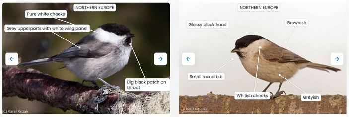 Сравнение двух видов гаичек