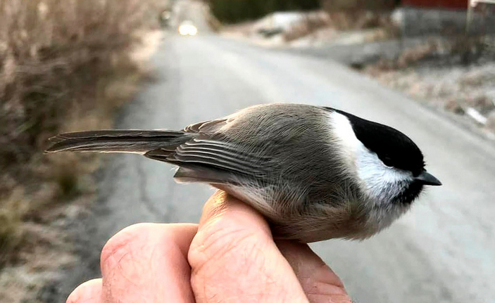 Гибридный самец