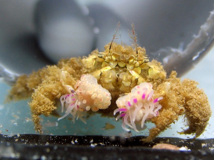 Краб Lybia leptochelis с помпонами