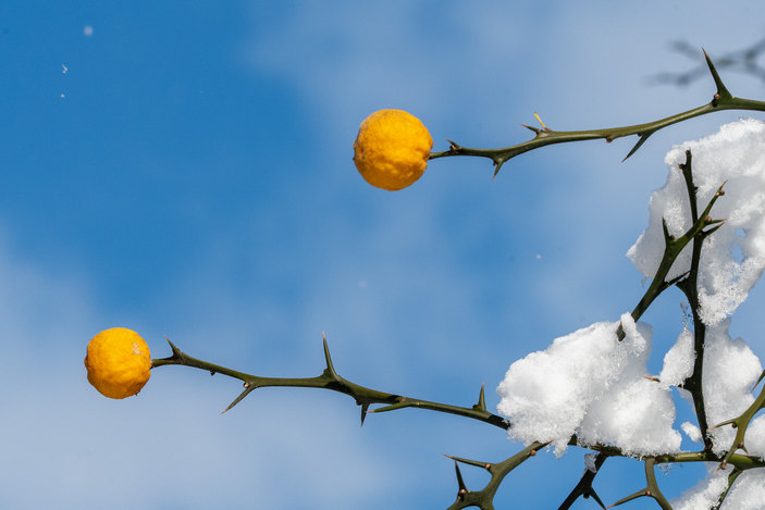 Плоды понцируса под снегом