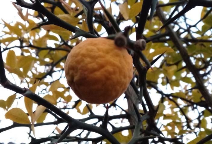 Листья понцируса