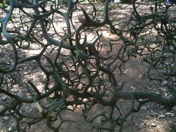 Понцирус Flying Dragon