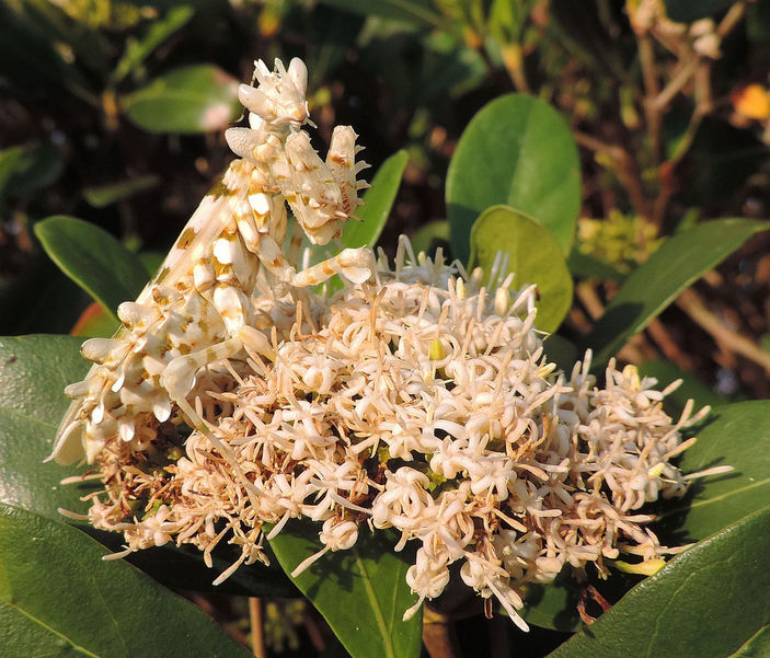 Колючий цветочный богомол на соцветии