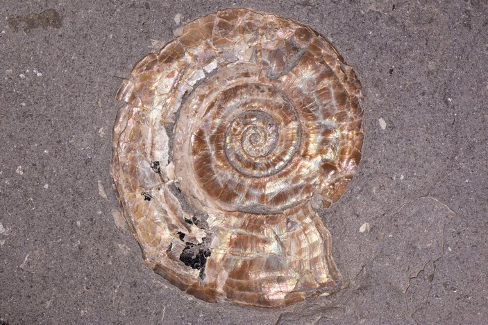 Раковина псилоцераса