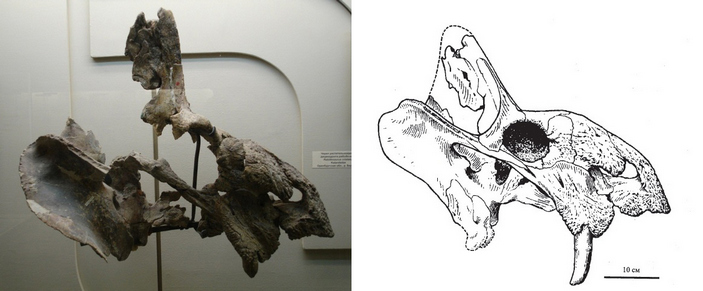 Череп рабидозавра
